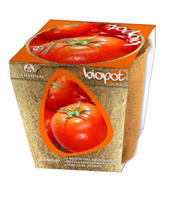 Jitomate