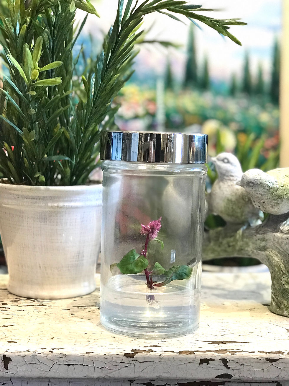 Thumbnail: Celosia (Cockscomb), floral terrarium, Jumbo size 6" tall