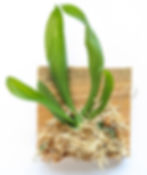 Thumbnail: Aerangis Biloba (The Two-lobed Aerangis), wood mounted