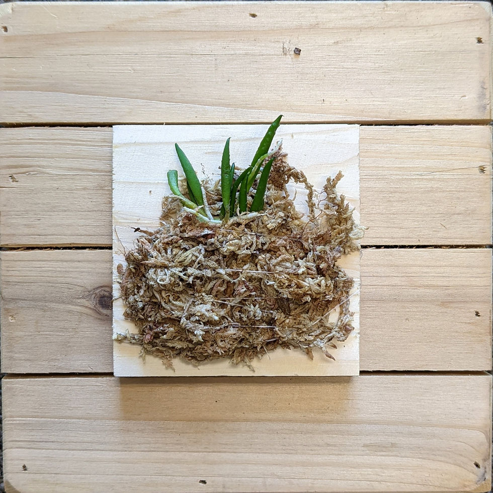 Thumbnail: Dendrobium Cucumerinum, Cucumber orchid, Tiny-pickle-leaves