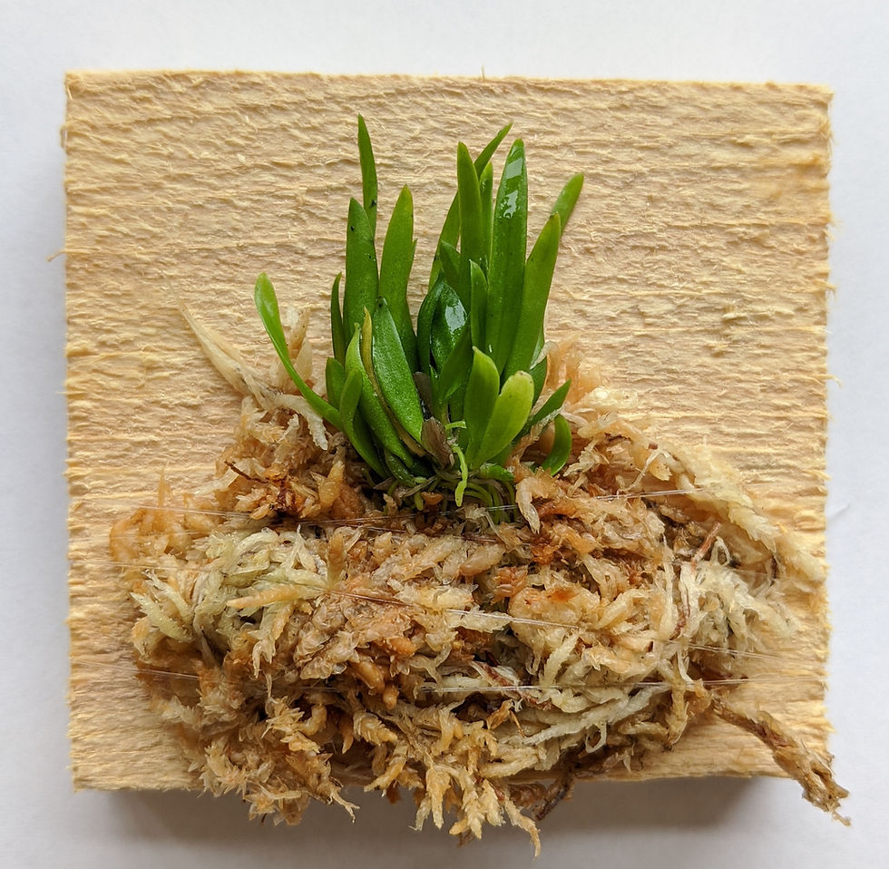 Thumbnail: Bulbophyllum Electrinum VAR Calvum, miniature orchid, wood mount