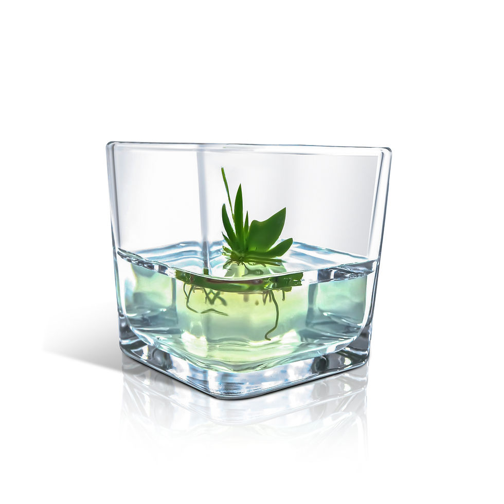 Thumbnail: Psygmorchis Pusilla Bonsai (盆栽), Open pot design, Glass Votive