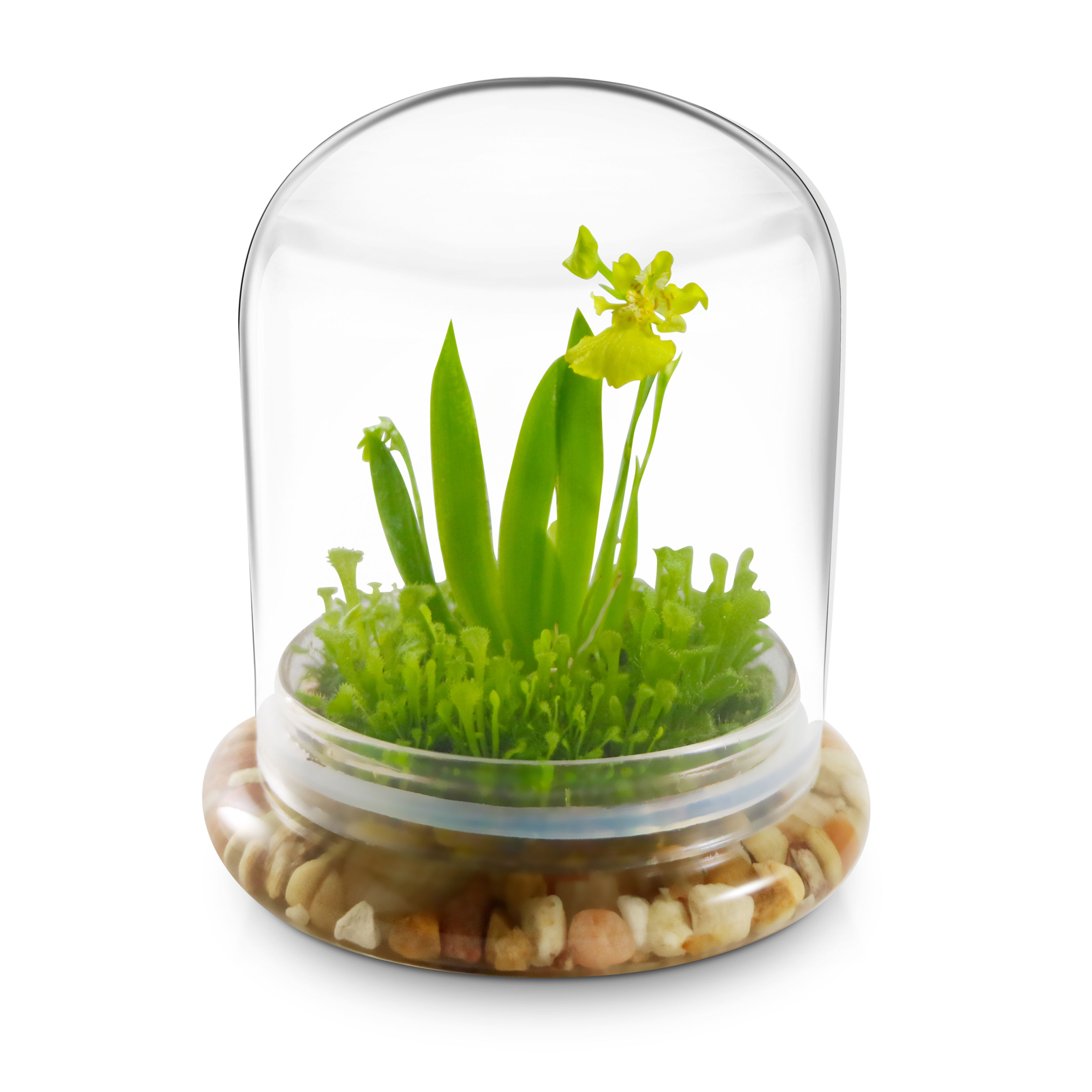 Psygmorchis Pusilla, Orchid Terrarium with Sundew Moss
