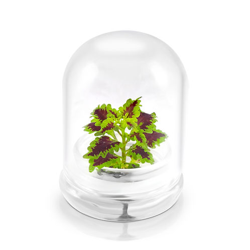 Bloomify Coleus Inky Fingers Terrarium - Thumbnail 2