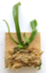 Thumbnail: Aerangis Biloba (The Two-lobed Aerangis), wood mounted