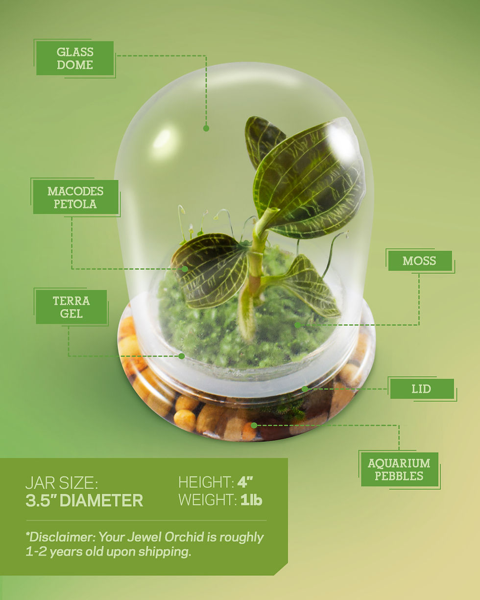 Thumbnail: Jewel Orchid (Macodes Petola) Terrarium, Great Unique Gift, 100% Growth