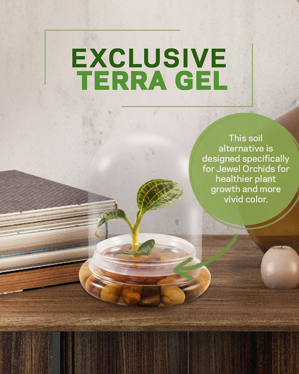 Thumbnail: Jewel Orchid (Macodes Petola) Terrarium, Great Unique Gift, 100% Growth