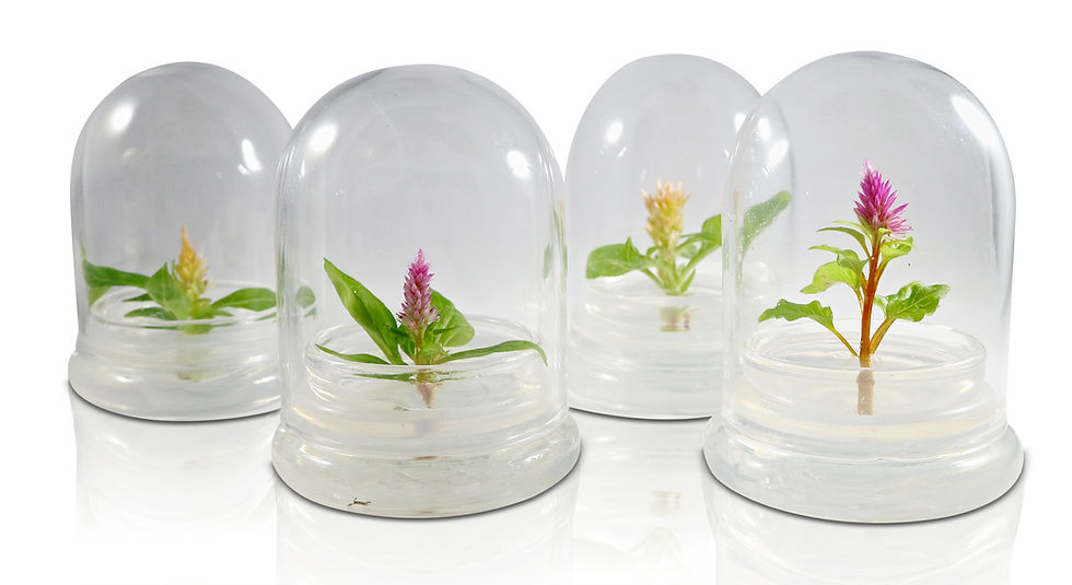 Thumbnail: Zero-maintenance Celosia Terrarium (Cockscomb) 07