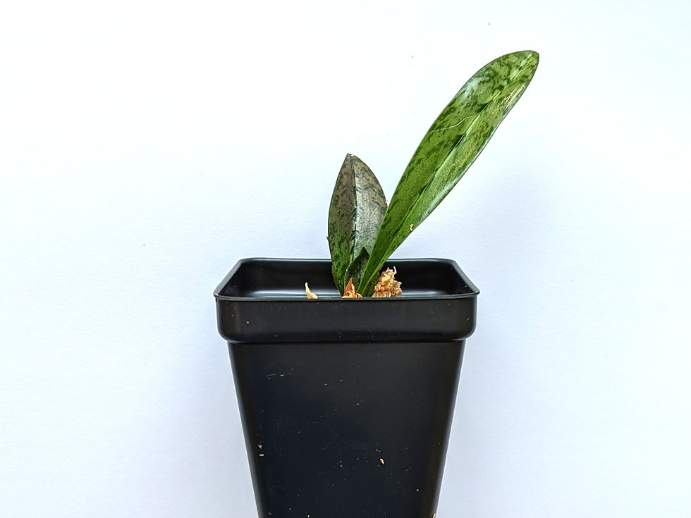 Thumbnail: Oeceoclades Monophylla, Beautiful Leave Pattern, Potted