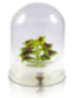 Zero-maintenance Coleus Terrarium (Inky fingers) 02