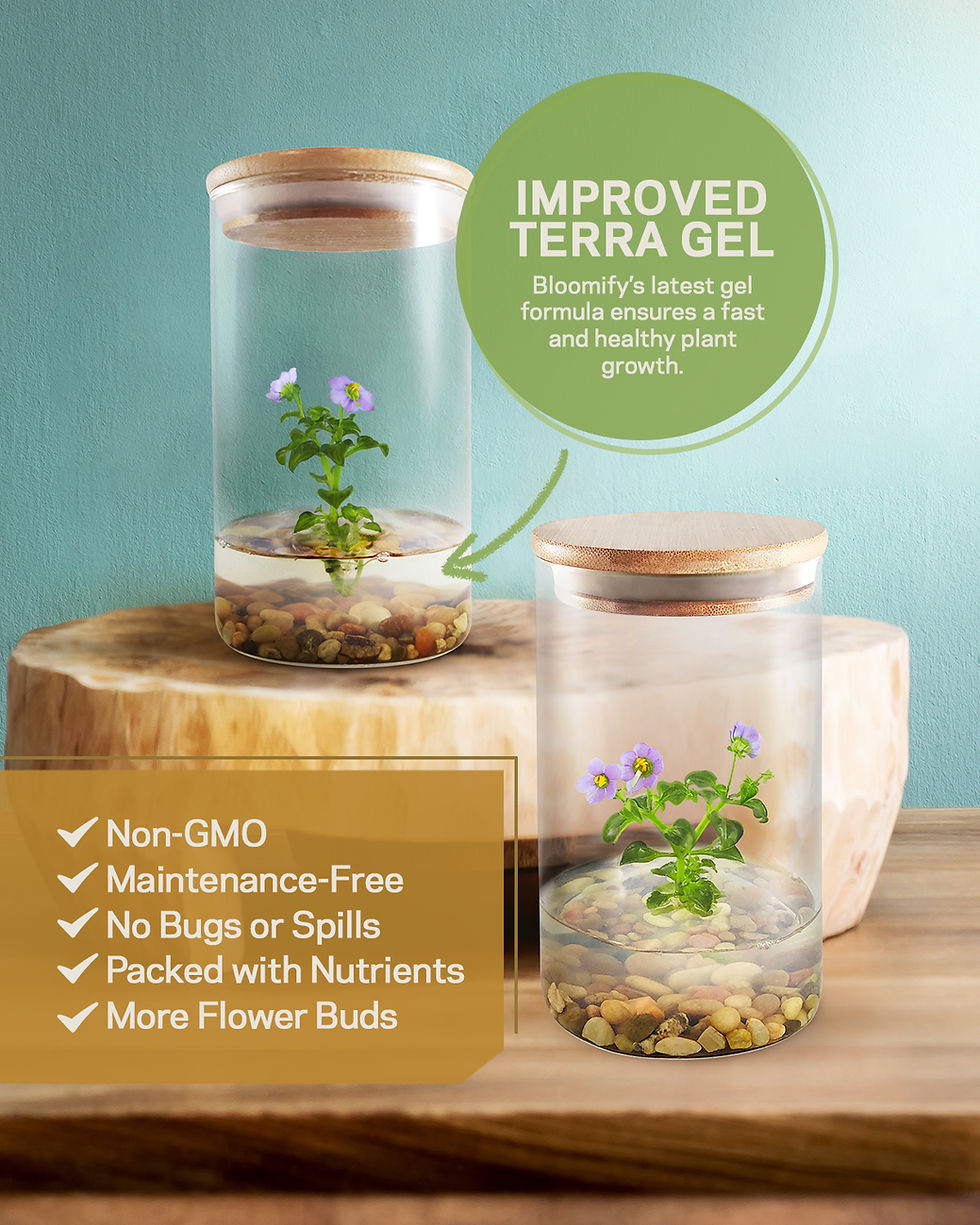 Thumbnail: Persian Violet (Exacum Affine), Rare Violet Flower Terrarium, Anniversary Gift