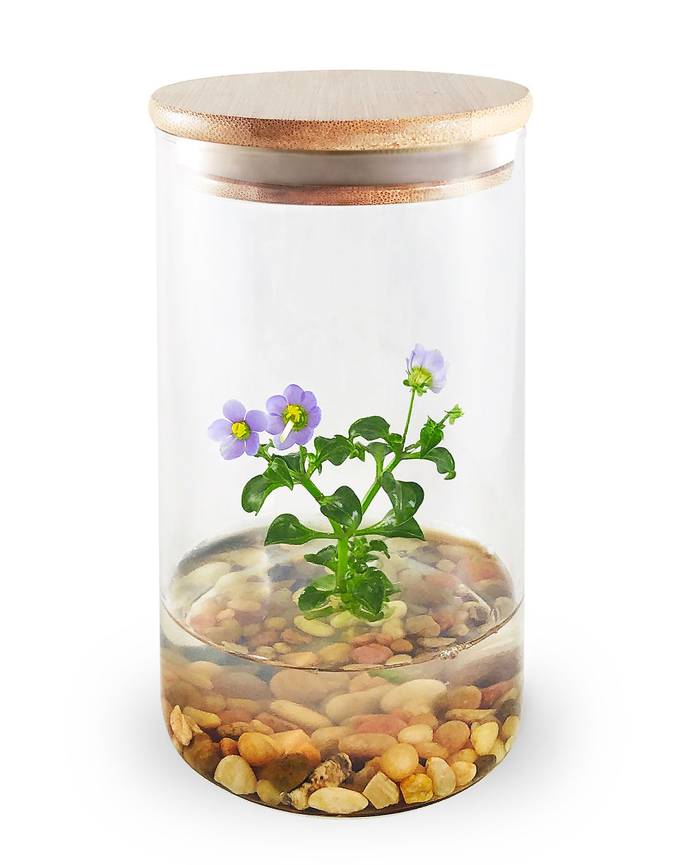 Thumbnail: Persian Violet (Exacum Affine), Rare Violet Flower Terrarium, Anniversary Gift