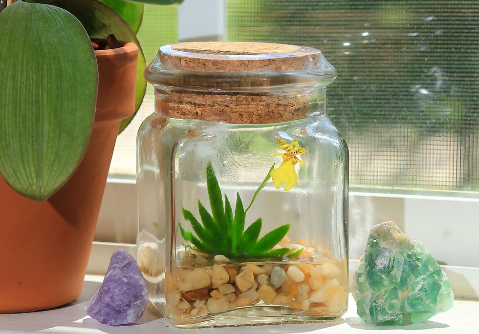 Thumbnail: Psygmorchis Pusilla, miniature orchid terrarium, signature product