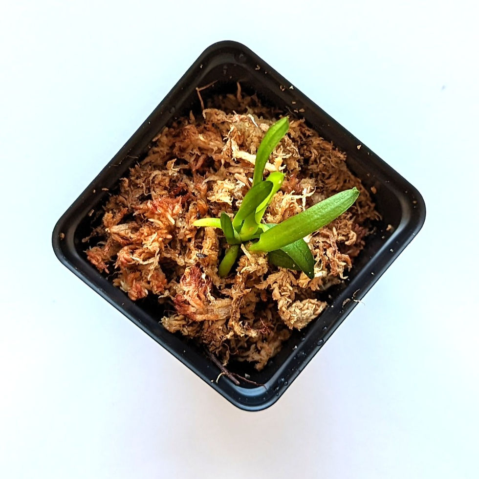 Thumbnail: Phalaenopsis Pulcherrima Coerulea Splash, The Beautiful Doritis, Potted