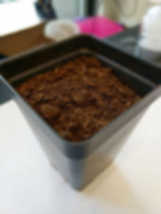 VenusFlytrap Transplant Step 3 Fill up t
