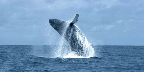 baleine
