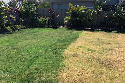 backyard.jpeg