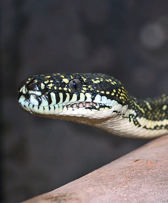 Diamond Python
