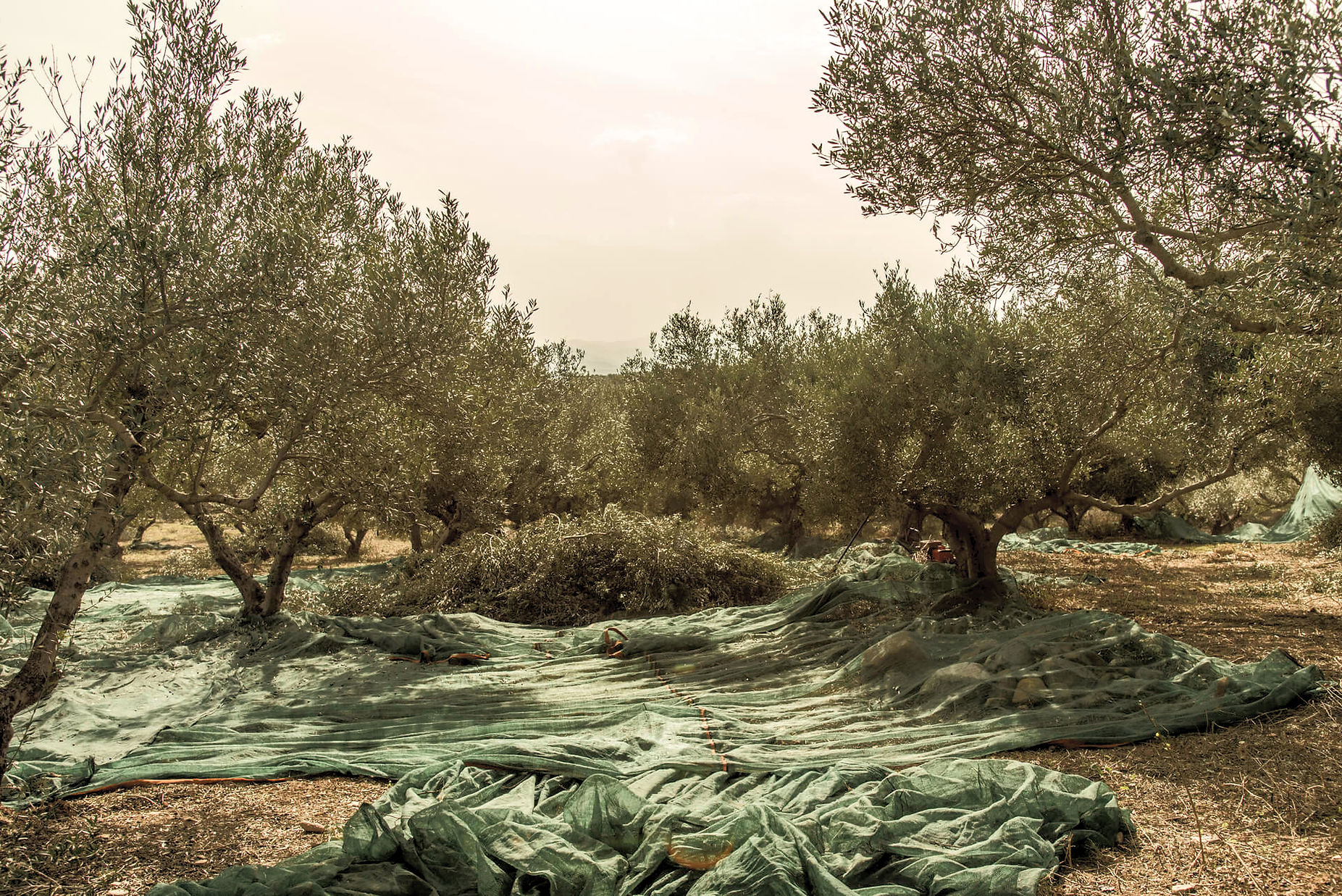 Handgeerntete Kolymvari Oliven ohne Saugmaschinen – Nachhaltige Olivenernte ohne Vogeltod auf Kreta