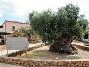 Der älteste Olivenbaum der Welt: Ein Naturwunder auf Kreta entdecken