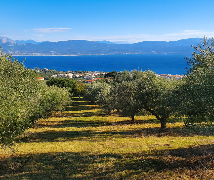 Miniaturbild: Olivenhain mit Blick auf Meer, Berge und ein malerisches Küstendorf im Hintergrund.
