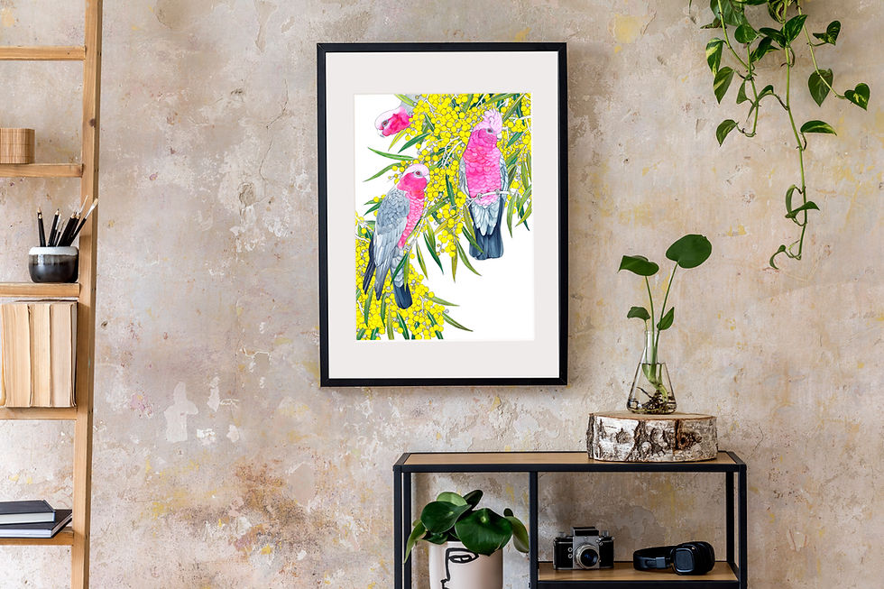 Thumbnail: Pink & Grey Galahs with Yellow Wattle A3