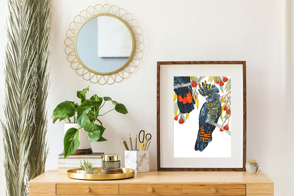 Thumbnail: Red-tailed Black Cockatoos A3