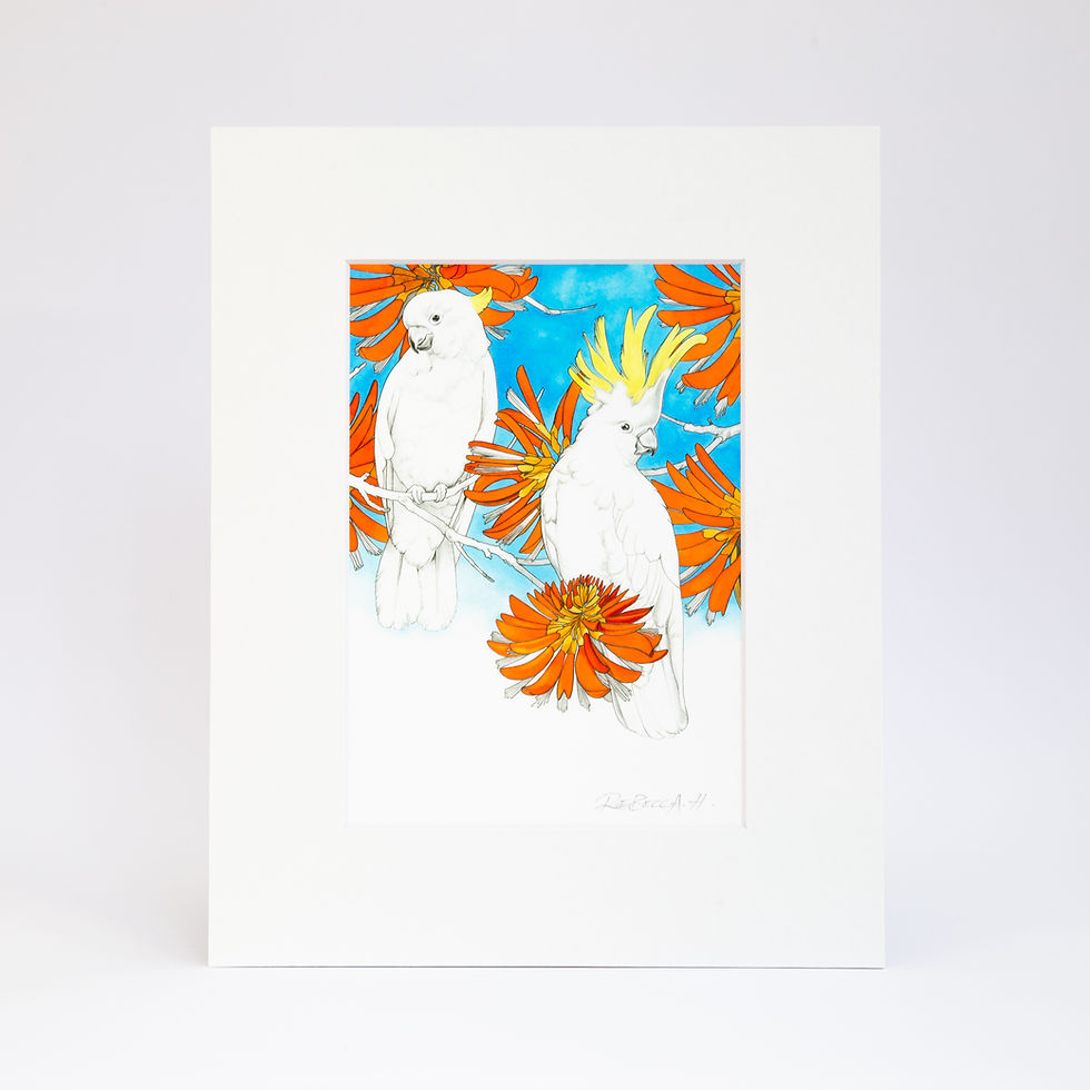Thumbnail: Sulphur-crested Cockatoos A5