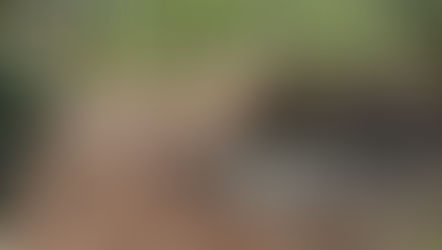 Brand eines Staudenhaufen