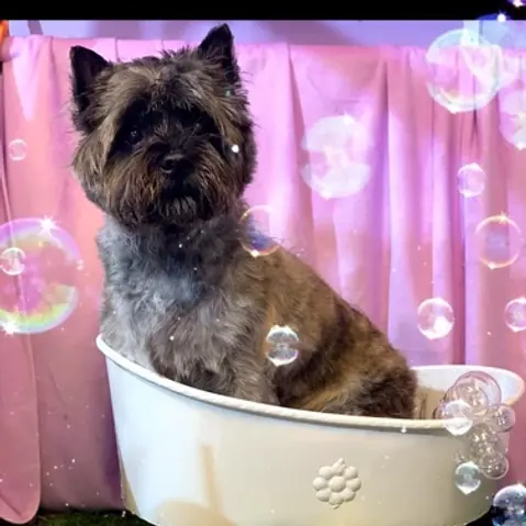 zoom376x376z100000cw376.jpg (10).webp