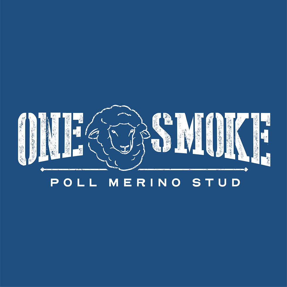 One Smoke Poll Merino Stud Ram Sale