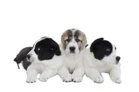 щенки среднеазиатской овчарки.png