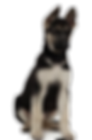 щенок восточноевропейской овчарки.png