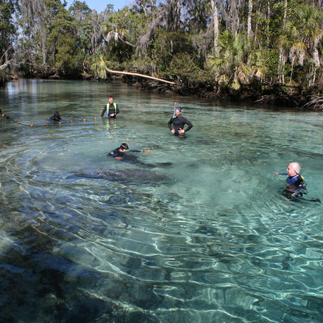 Manatees in Florida springs