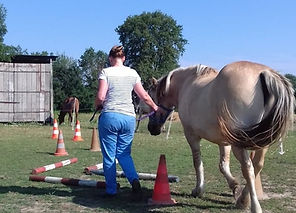 Equicoaching