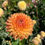 Thumbnail: Crichton Honey