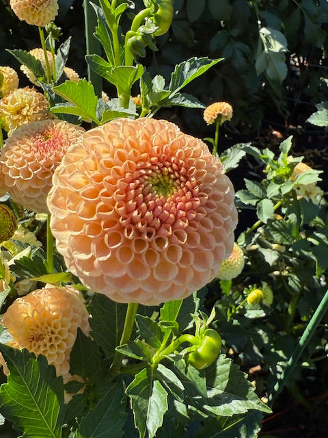 Thumbnail: KA's® Honeycomb