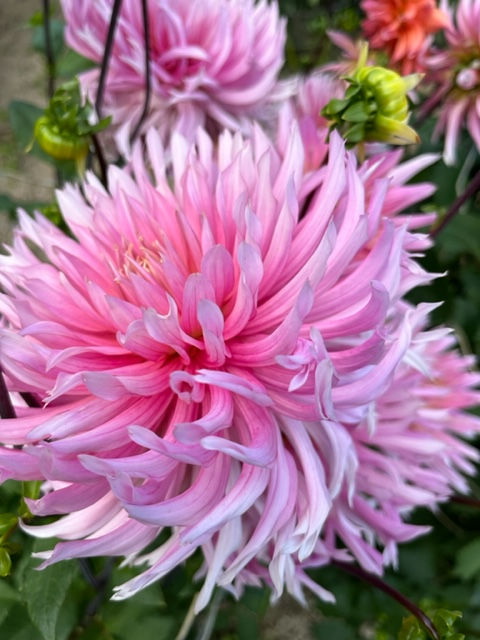 Thumbnail: Hollyhill Cotton Candy