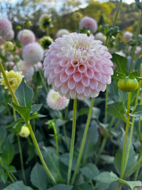 Thumbnail: Camano Zoe