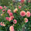Thumbnail: Clearview Peachy