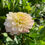 Thumbnail: Tahoma Little One