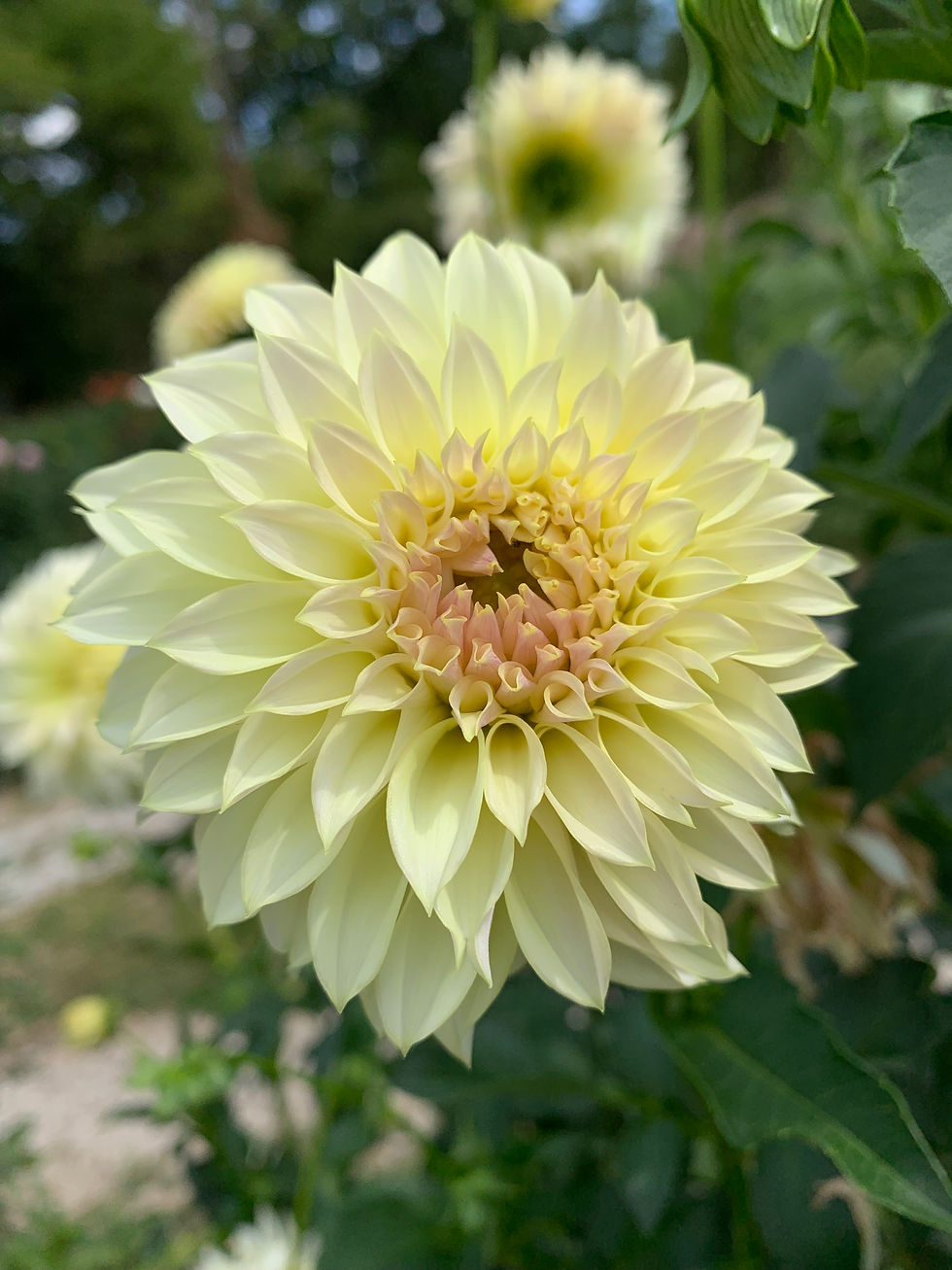 Thumbnail: KA's® Champagne