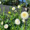 Thumbnail: Andrea Lawson