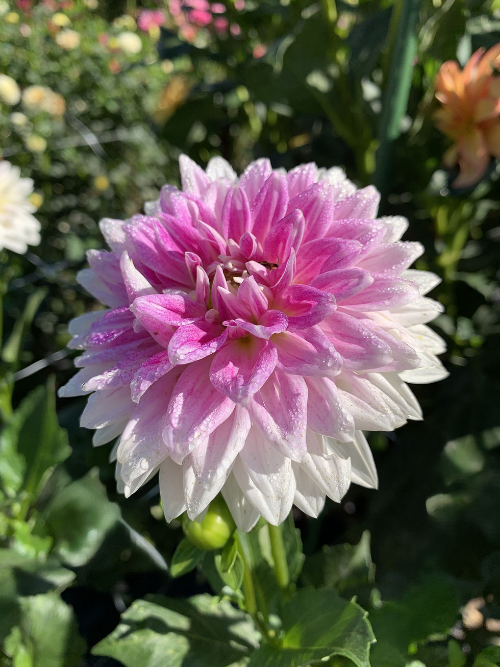 Thumbnail: BJ's Dusty Rose