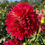 Thumbnail: Felida Splendor