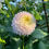 Thumbnail: Pink Pearl