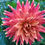 Thumbnail: Sandia Tiger