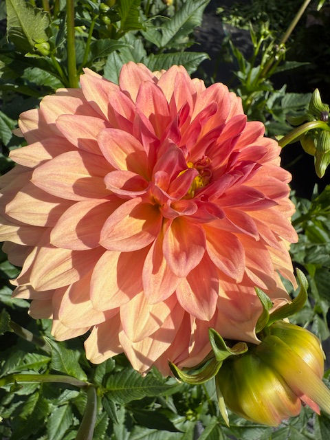 Thumbnail: Cara Elizabeth