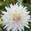 Thumbnail: Clearview Edie