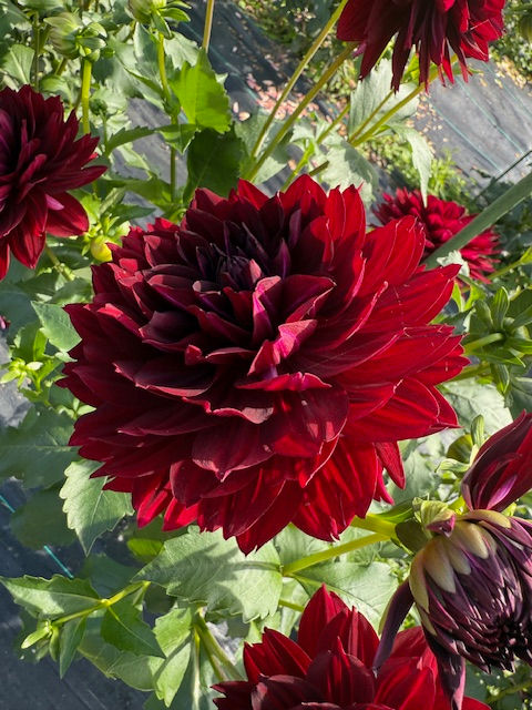 Thumbnail: Hollyhill Black Beauty
